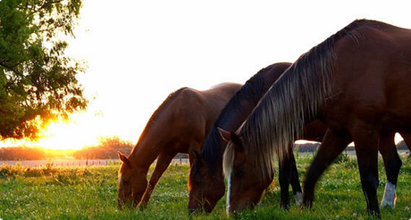 Botas hípicas para la equitación y la calle